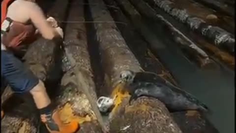 These workers freed a baby seal from a block of logs, returning it to its mother.