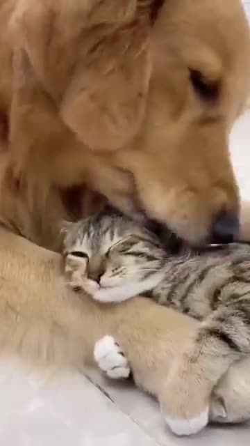 Cat and Doge: Best Friends