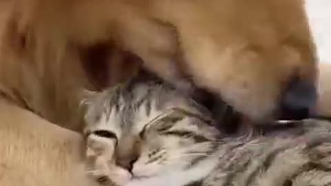 Cat and Doge: Best Friends