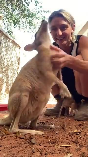 "Surprising Pets You Can Legally Own! 🦎🐒✨" #shorts #exoticanimals #funny