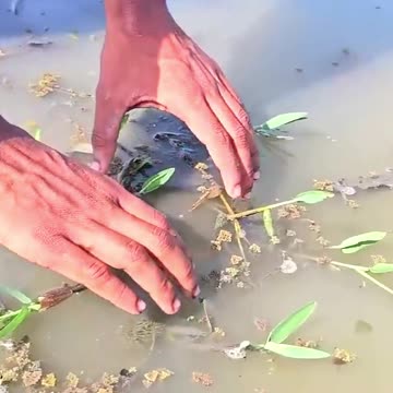 Fishing By Hand #hand_fishing