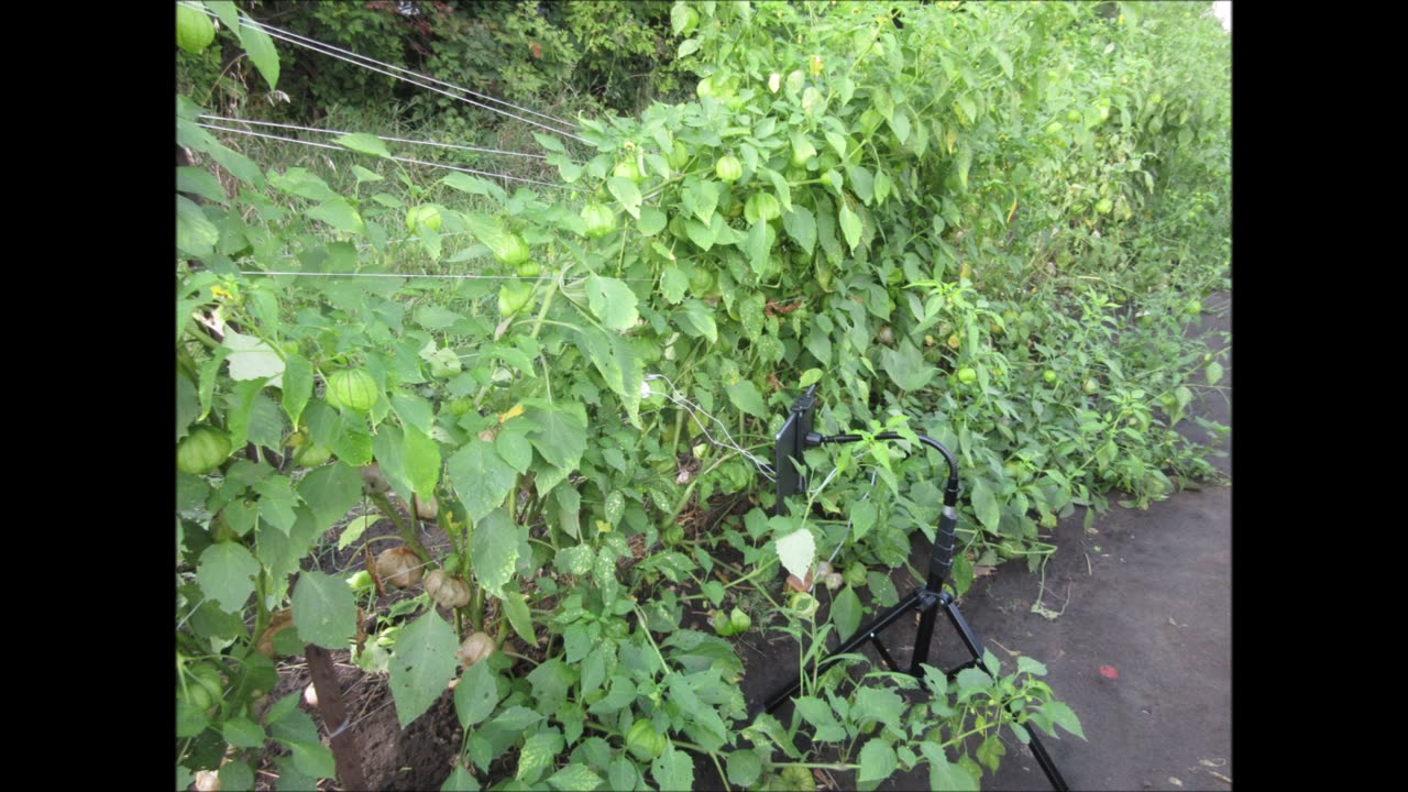Harvesting Tomatillo Aug 2022