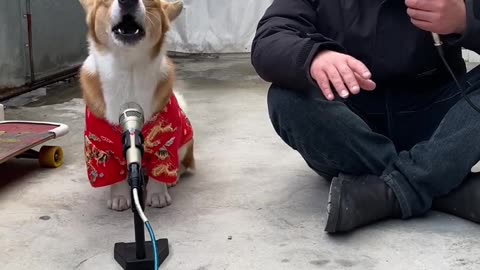 CUTE DOG FUNNY MOMENT 😂 😁😹😁