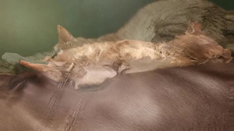 Here lies Cory, comfy as all getout upon his couch. #SparklegleamFarm #Cory #homestead #cat #catlife