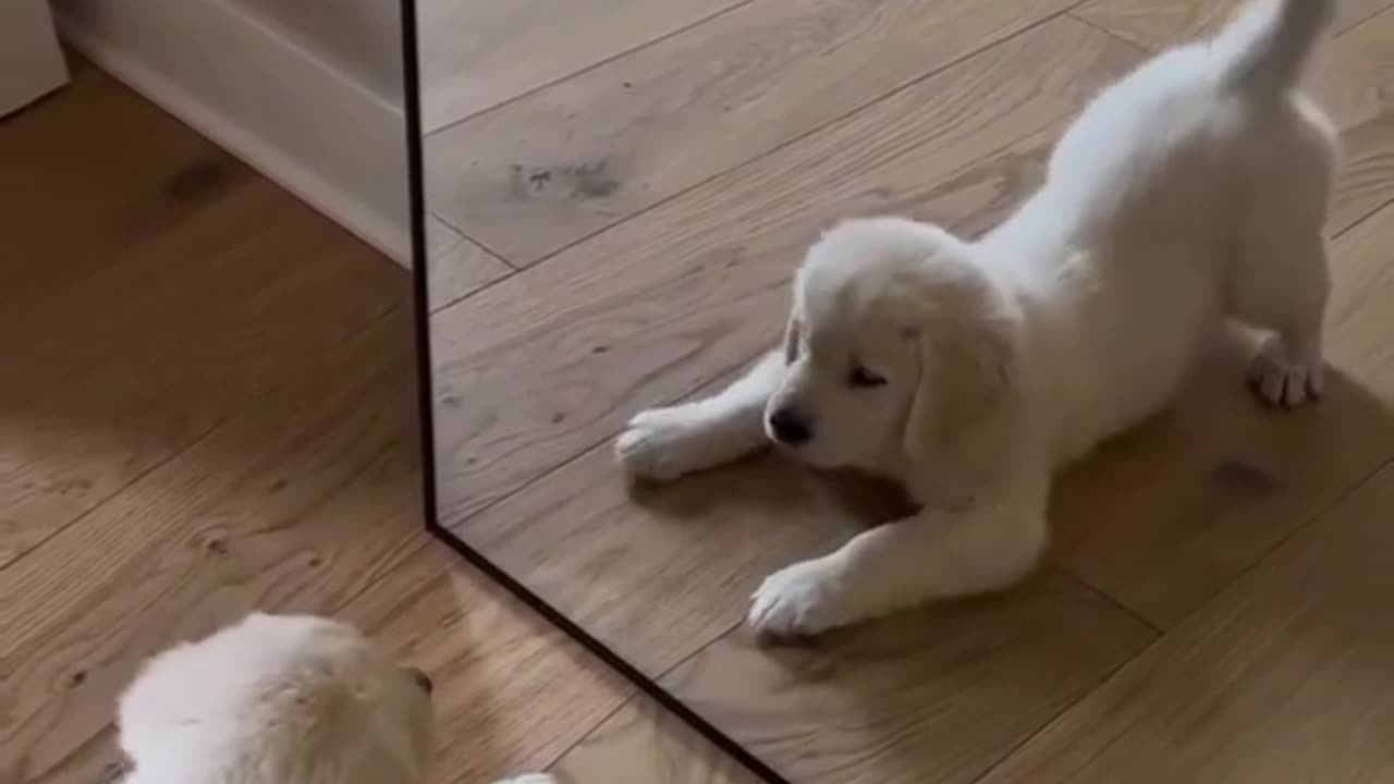 Cute Puppy 🐕‍🦺🐕‍🦺♥️♥️