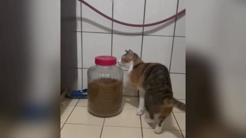 🤣 Hilarious Cats & Dogs That Will Make Your Day!