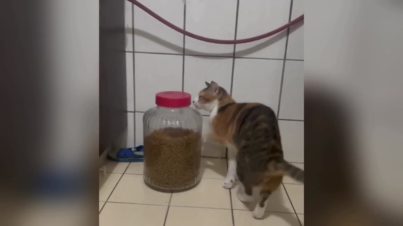 🤣 Hilarious Cats & Dogs That Will Make Your Day!