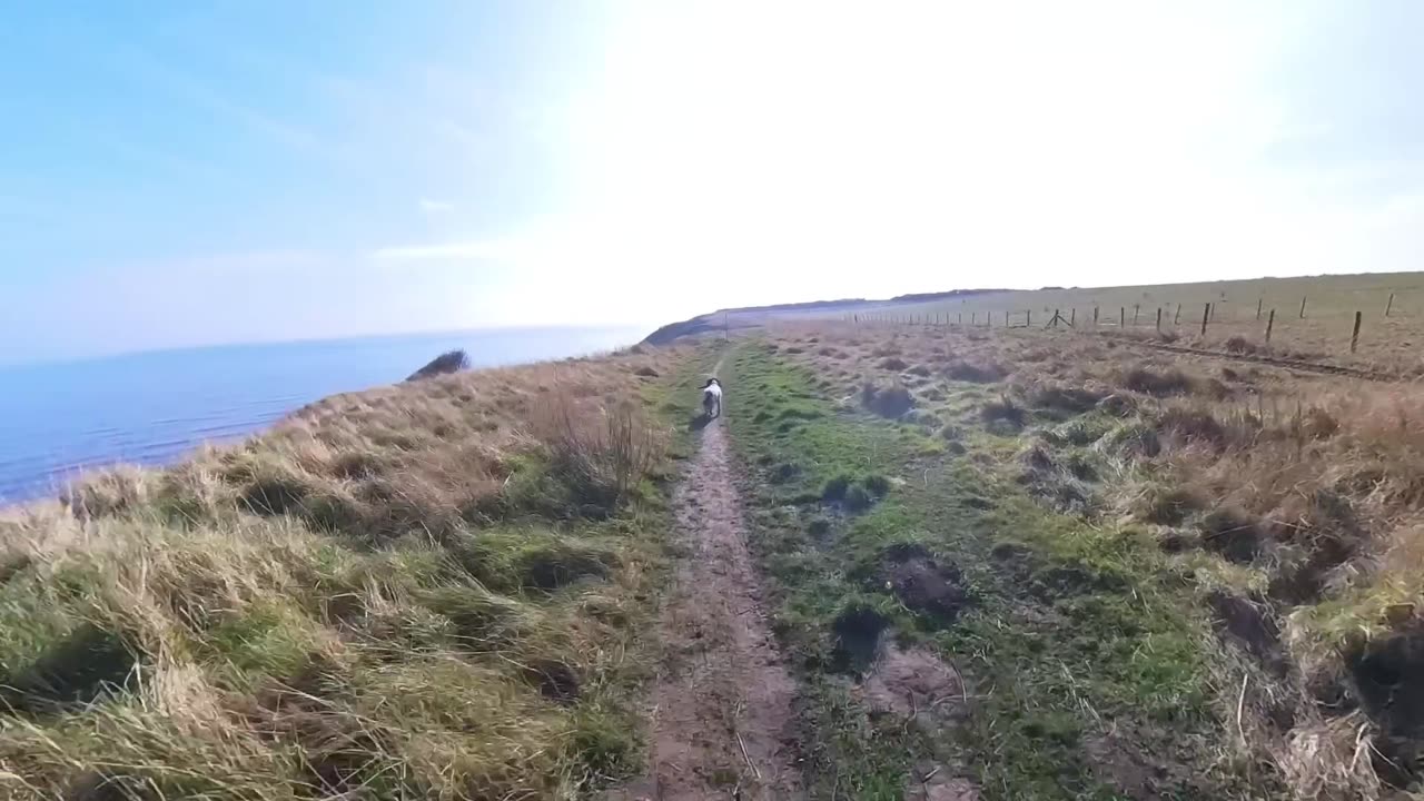 08/03/25 walk/light running with molly