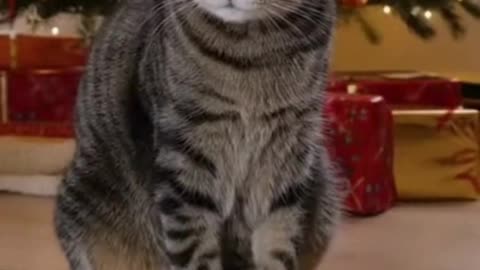 🐱🎁🎄 My Cat Got a Christmas Gift… And Immediately Started Playing Like This 😂✨