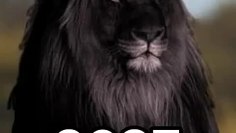 Must Watch: 2025 Black Lion and 5000 bce Black Lion#blacklion#viral#shorts.