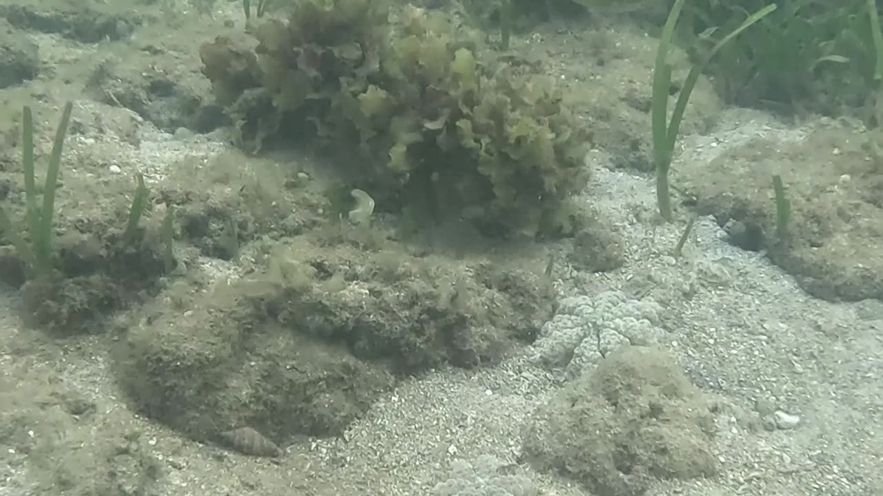 Snorkeling Day