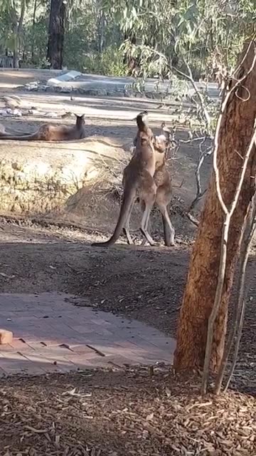 Australian 🇦🇺 kangaroos