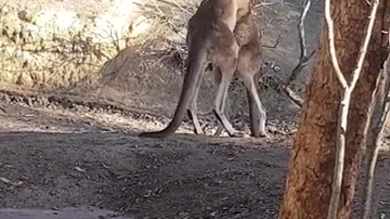 Australian 🇦🇺 kangaroos