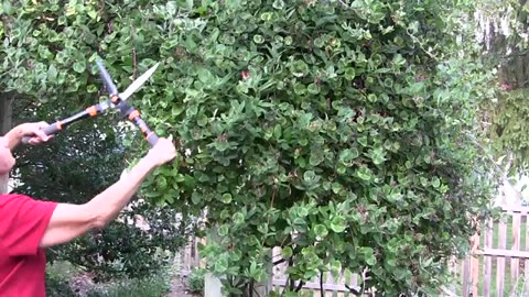 Grow Coral Honeysuckle-a showstopper-and watch the ladybugs protecting it!#best native vine