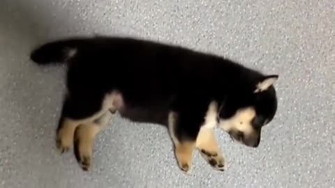 Cute puppies sleeping in a row and playing!
