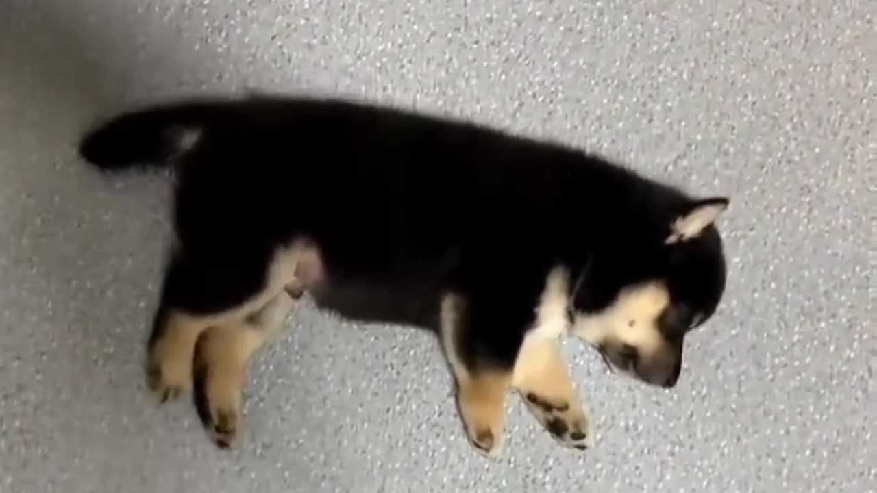 Cute puppies sleeping in a row and playing!