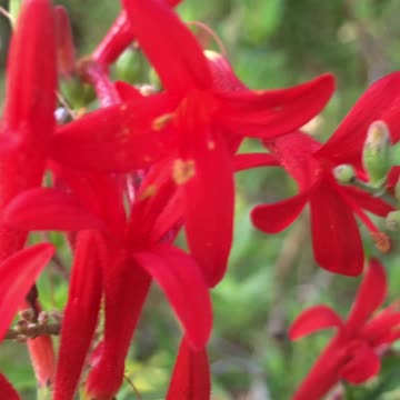 A heaven in a wild flowers 🌸