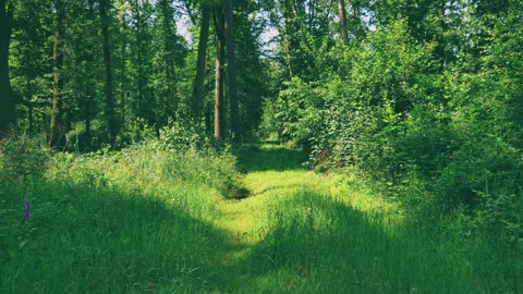 Escape into Nature: Forest Bathing on a Serene Forest Road for Deep Relaxation