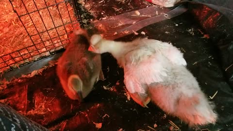 Lemongrab hadn't quite gotten the hang of preening Tooey yet. | #SparklegleamFarm #Tooey #Lemongrab