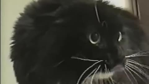 old long johnson cat