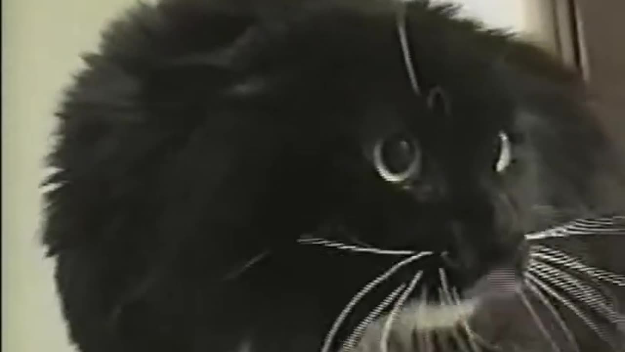 old long johnson cat