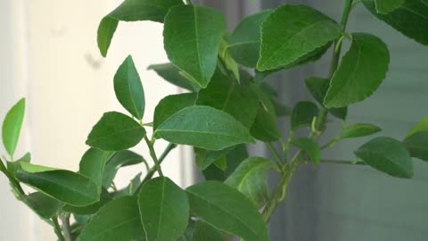 Fiddle Leaf Fig Pruning Tips