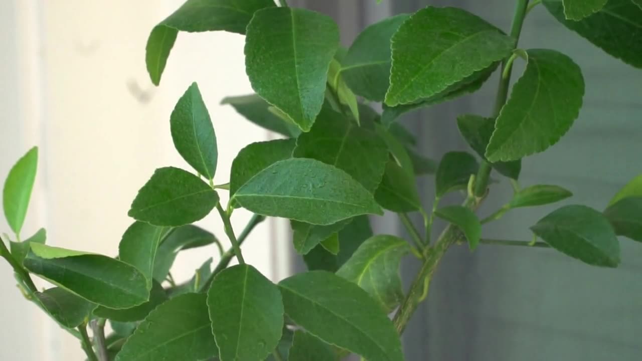 Fiddle Leaf Fig Pruning Tips