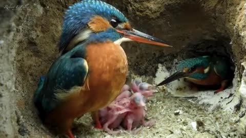 Incredible: Kingfisher Chicks Hatch & Dad Eager to Feed | 4K | Discover Wildlife
