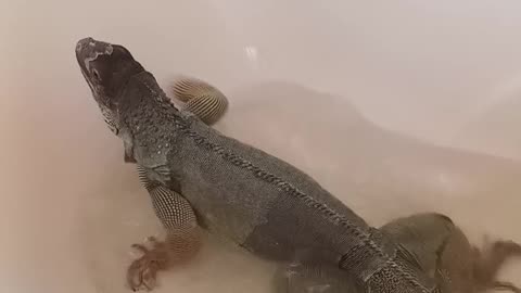 Itches Equals Bath... (Green Iguana Shedding)