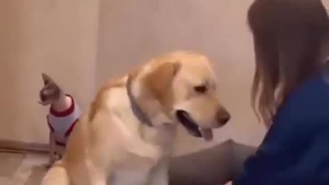 Dog Overreacts Over Nail Clipping