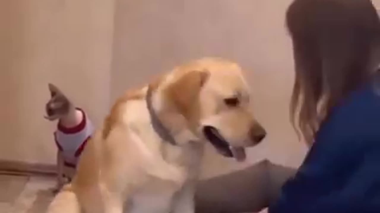 Dog Overreacts Over Nail Clipping
