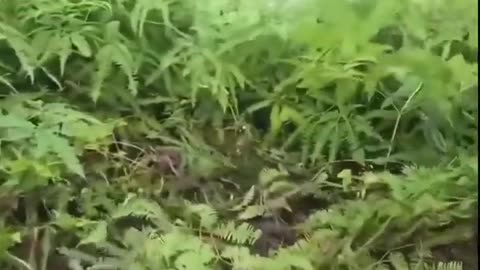 🤣🌳 My Bush Friends Need Me! Wait Until You See This! | FunFM