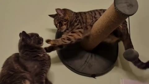 😂🤣 Sibling Rivalry on a Whole New Level! They're Fighting Over This? | FunFM
