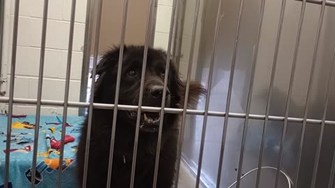 Leo 8y A878257 kennel 232 harrys haven PACC shelter lovely guy did fine with, me no barks20250817307