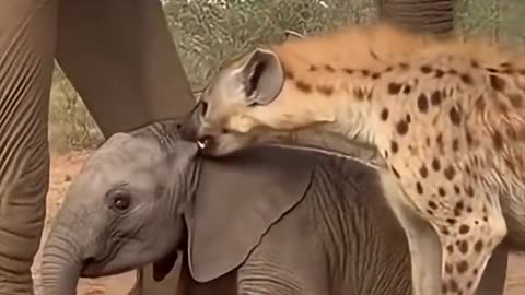 Hyena behaved peacefully after seeing the mother elephant