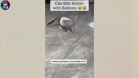 Hilarious Cat Antics
