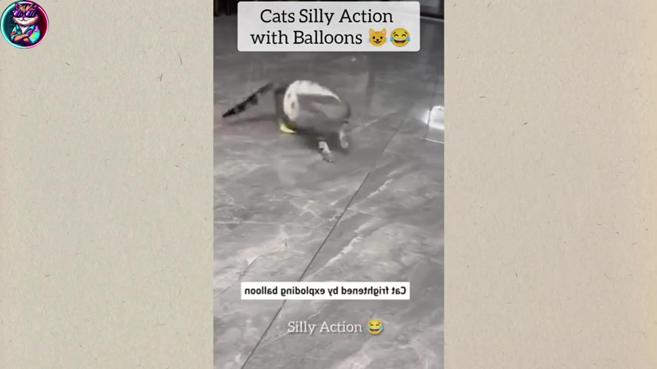 Hilarious Cat Antics