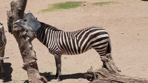 Zebras at El Paso Zoo in Texas