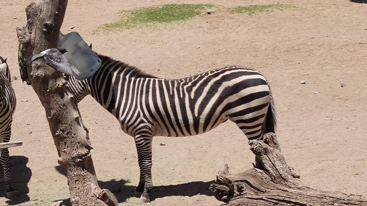 Zebras at El Paso Zoo in Texas