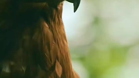 Animal world
