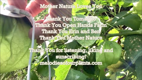 Lets Salsas Tomatillos Aug 2022