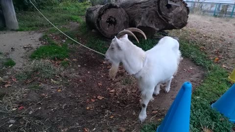 山羊さん食事中