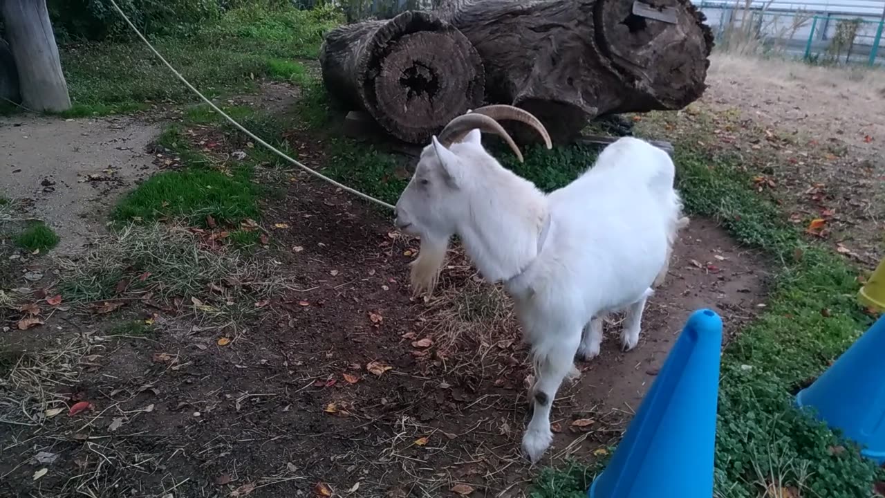 山羊さん食事中