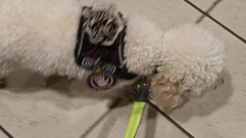 Distractions on Train Platform, loud trolley passing nearby, loose leash