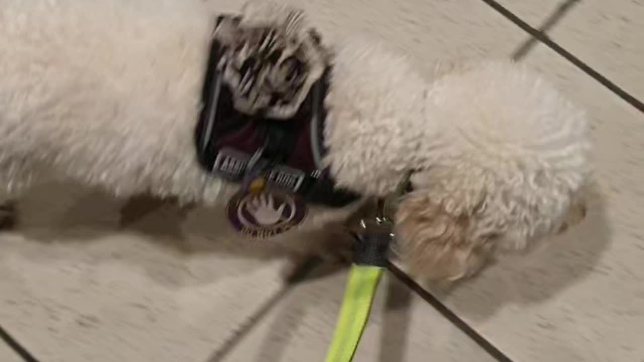 Distractions on Train Platform, loud trolley passing nearby, loose leash