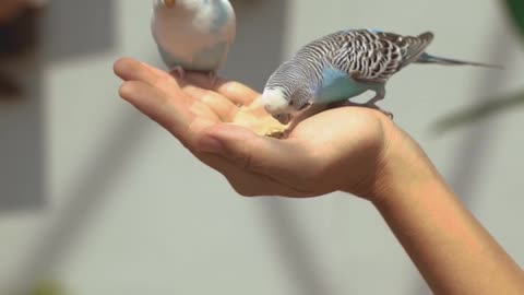 Animal