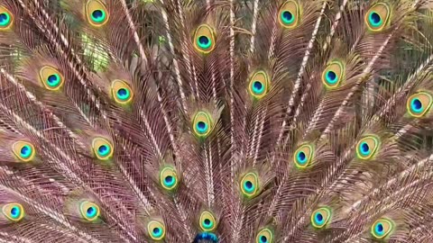 Peacock dance