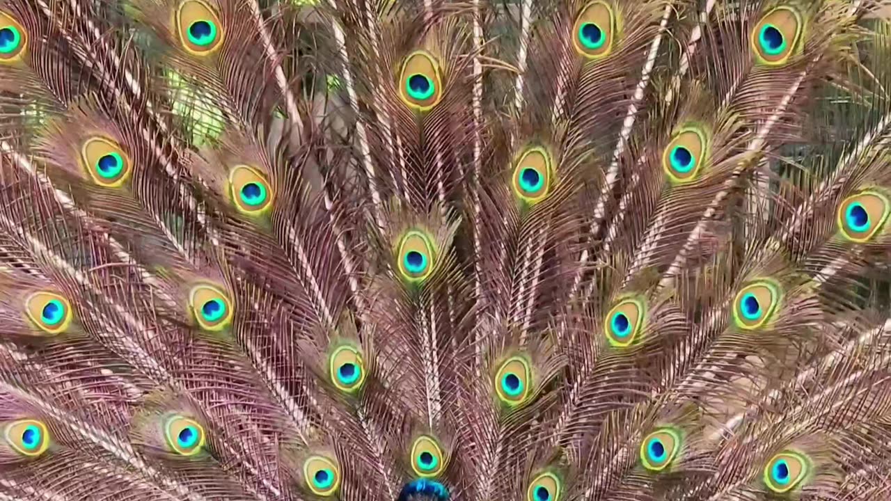 Peacock dance