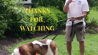Aspen Shaping 5 Points Paw short 3