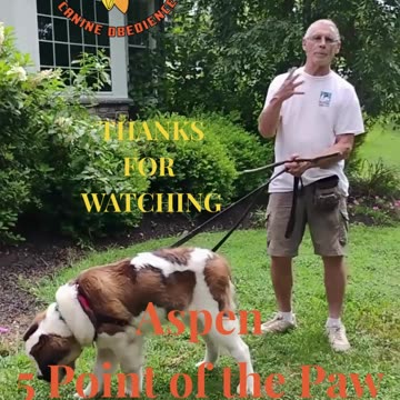 Aspen Shaping 5 Points Paw short 3